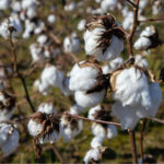 Cotton