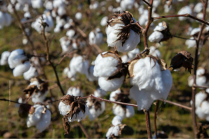 Cotton