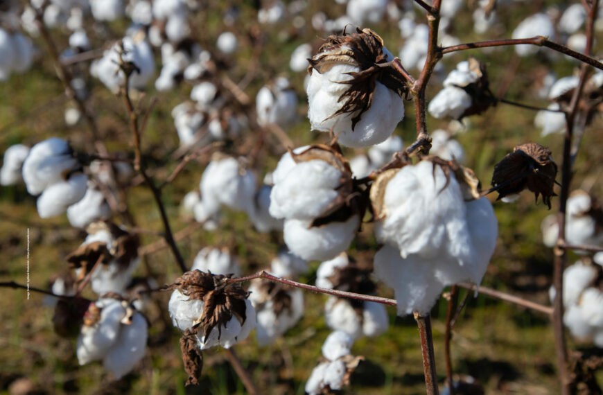 Cotton