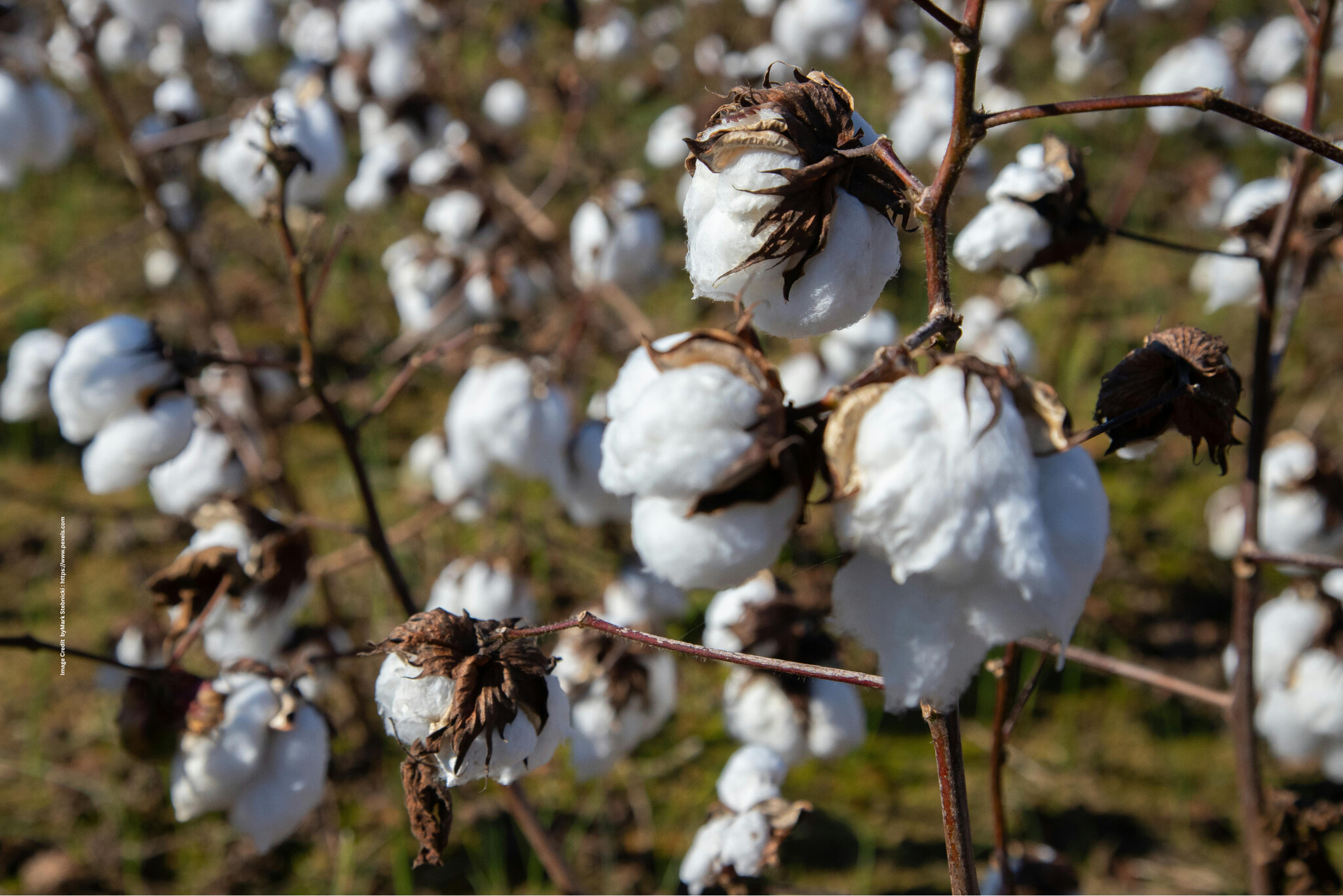 Cotton
