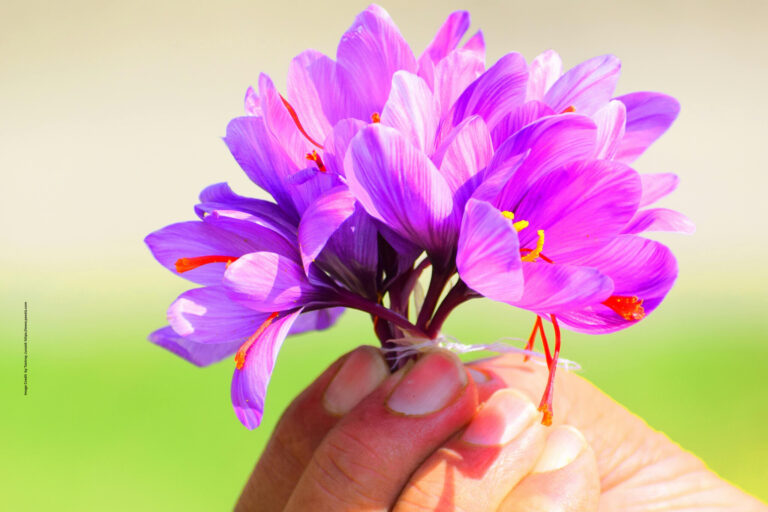 Saffron