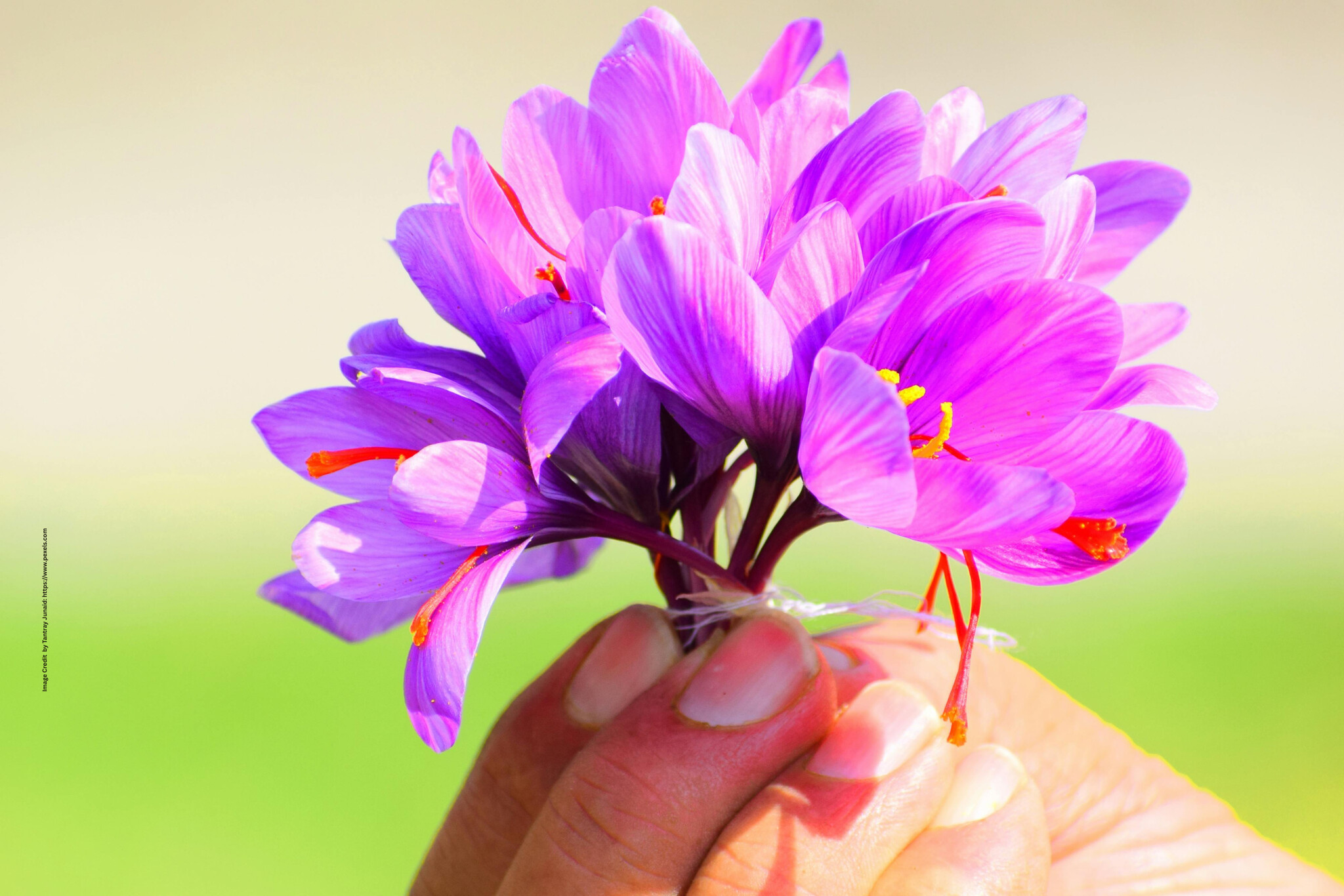 Saffron