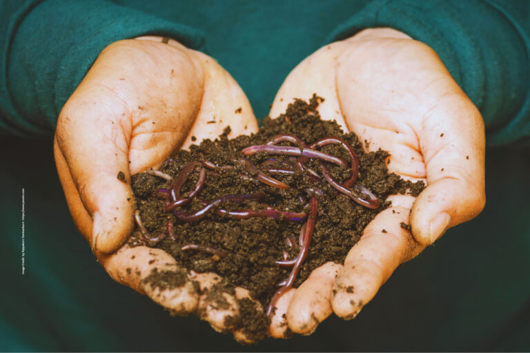 Vermicompost Production
