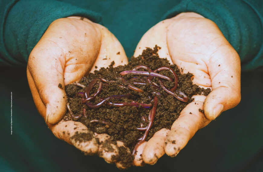 Vermicompost Production