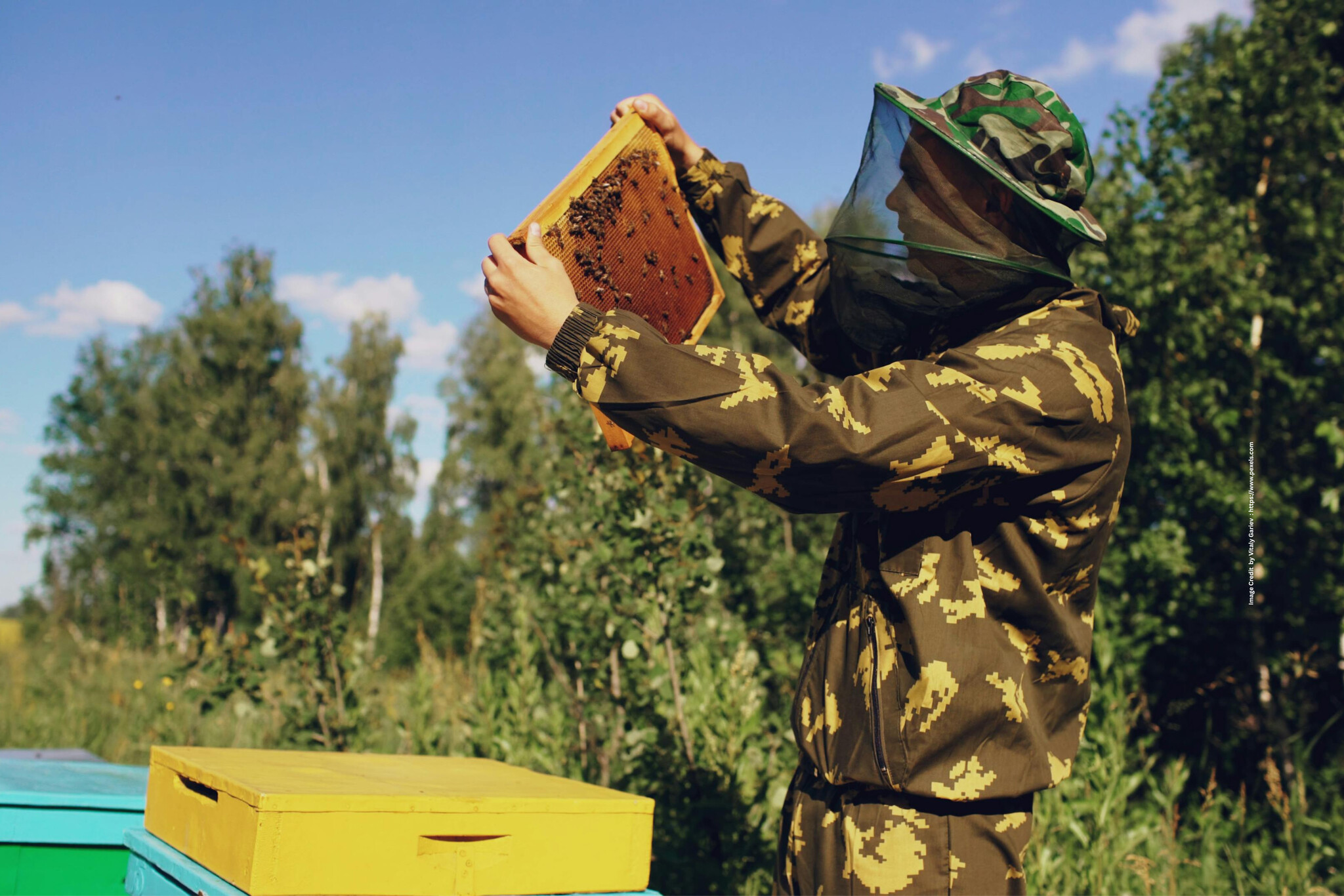 Beekeeping