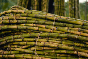 Sugarcane