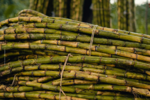 Sugarcane