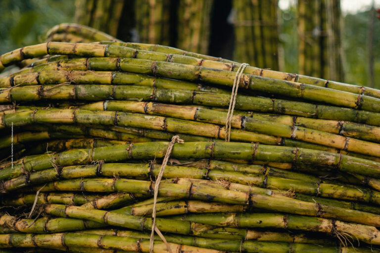 Sugarcane