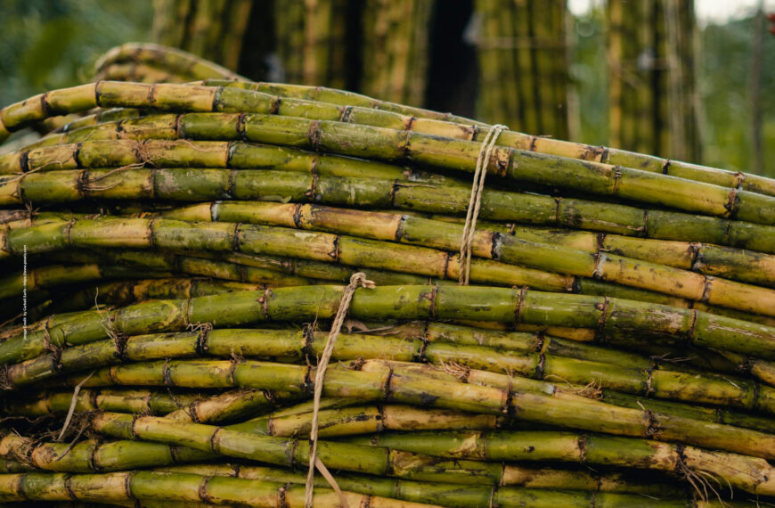 Sugarcane