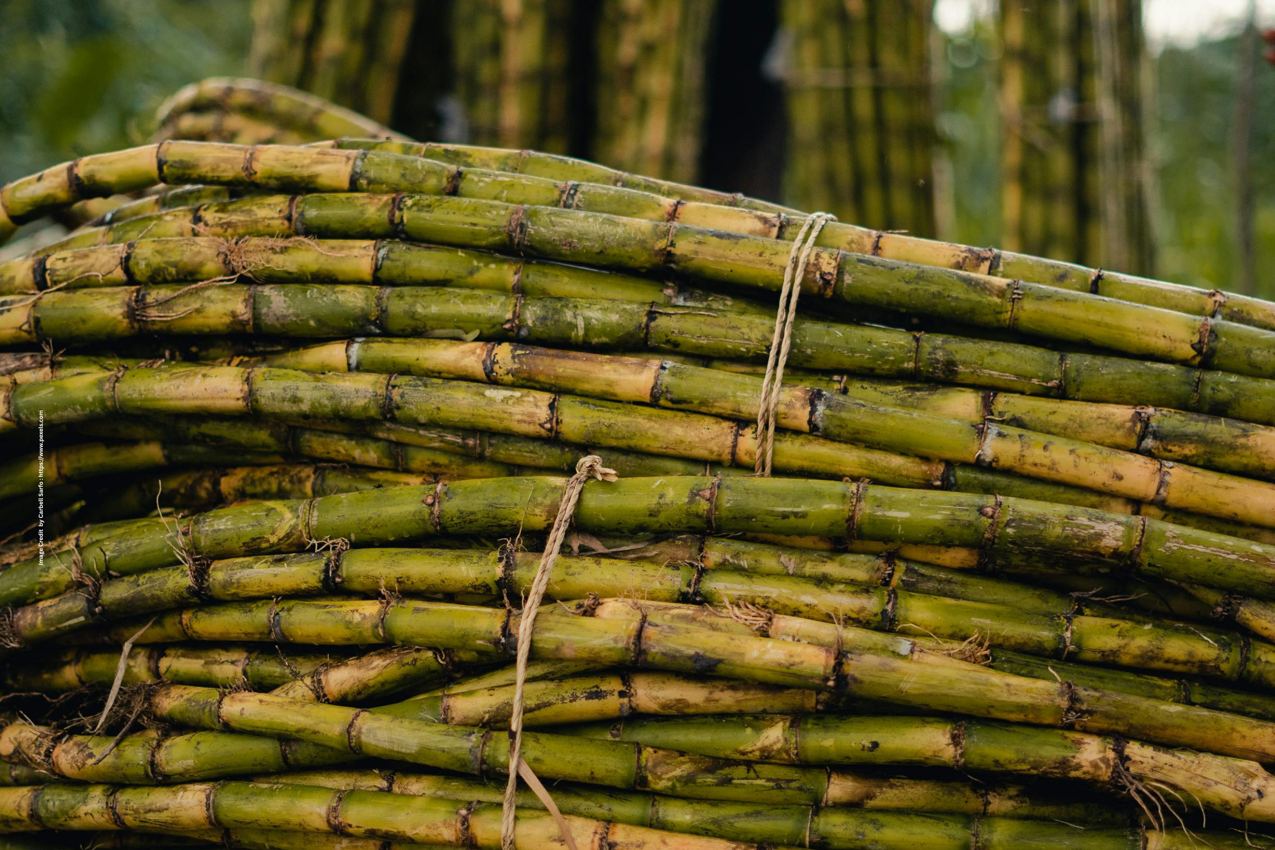 Sugarcane