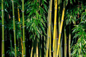 Green Bamboo