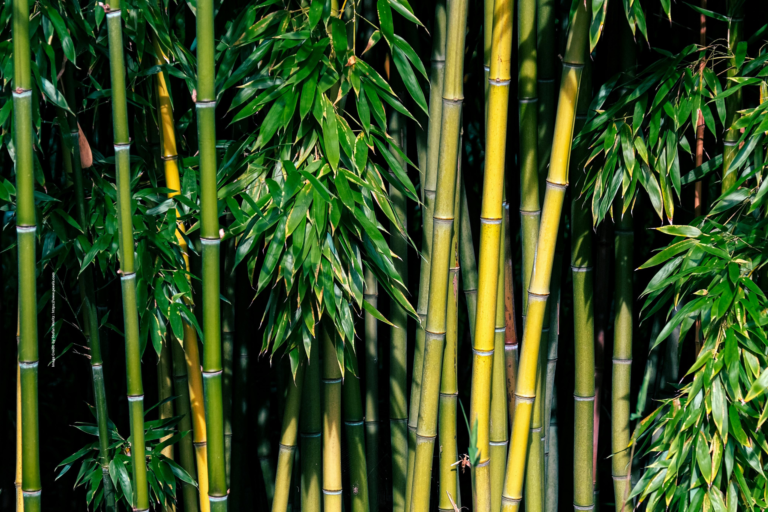 Green Bamboo