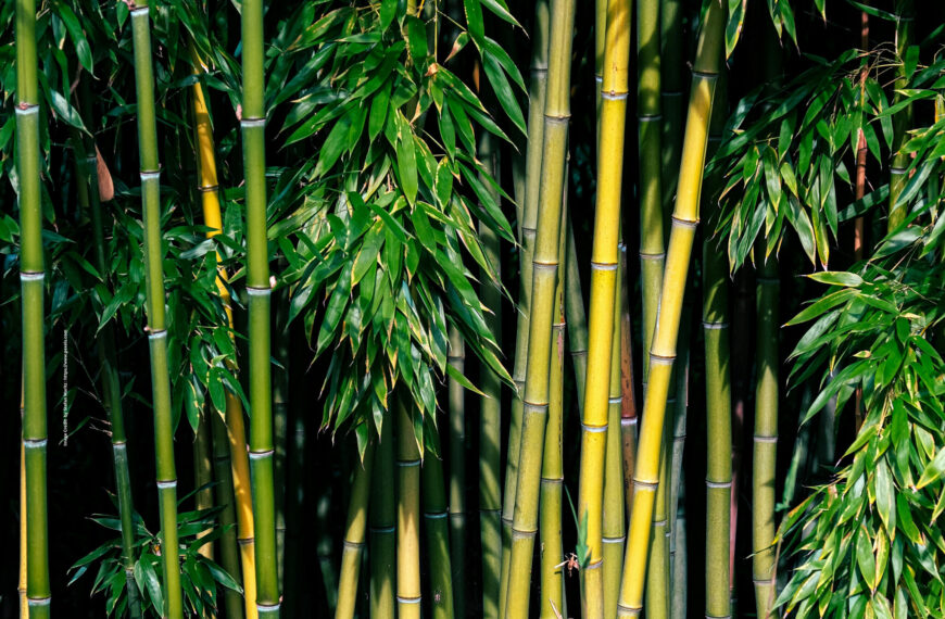 Green Bamboo
