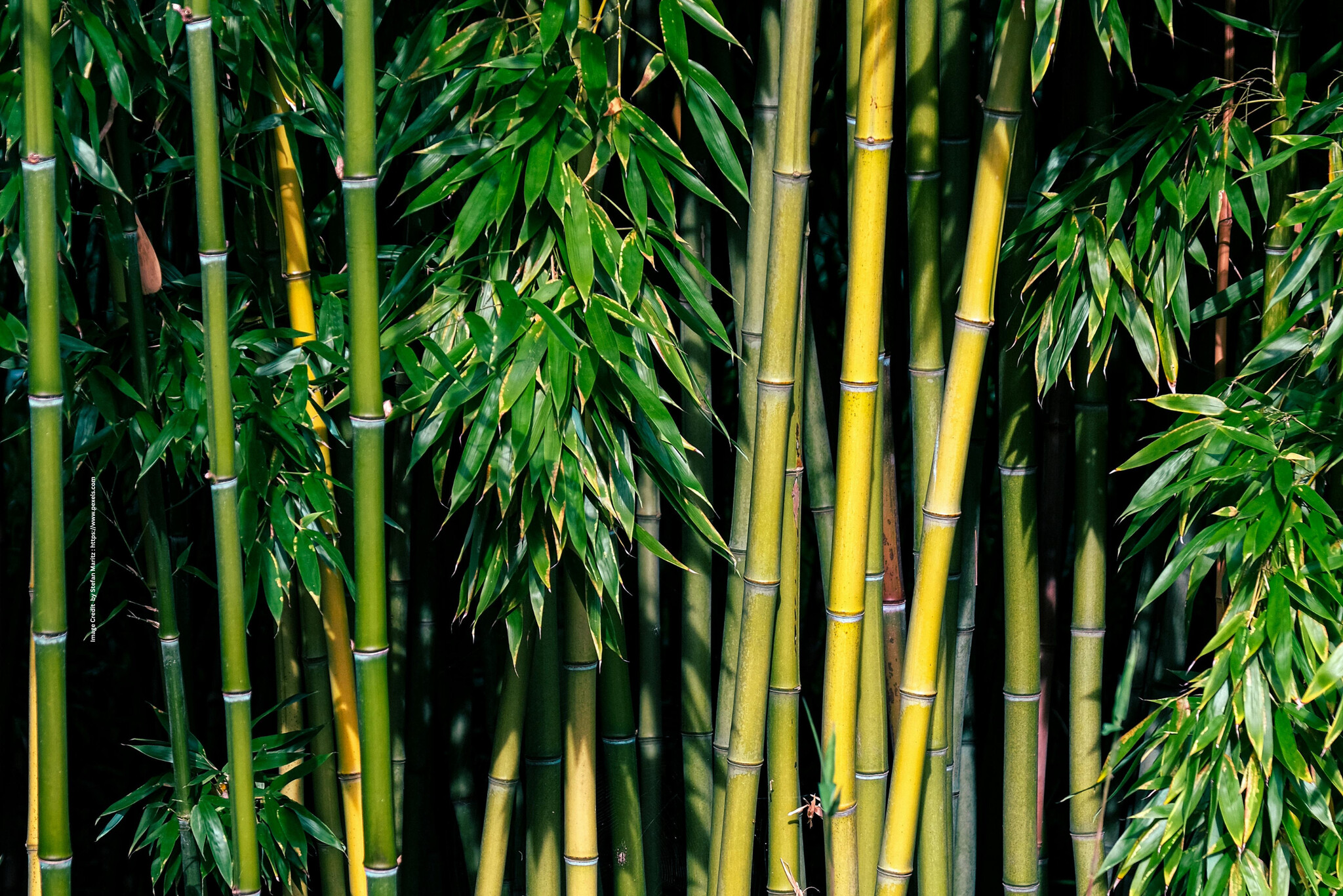 Green Bamboo