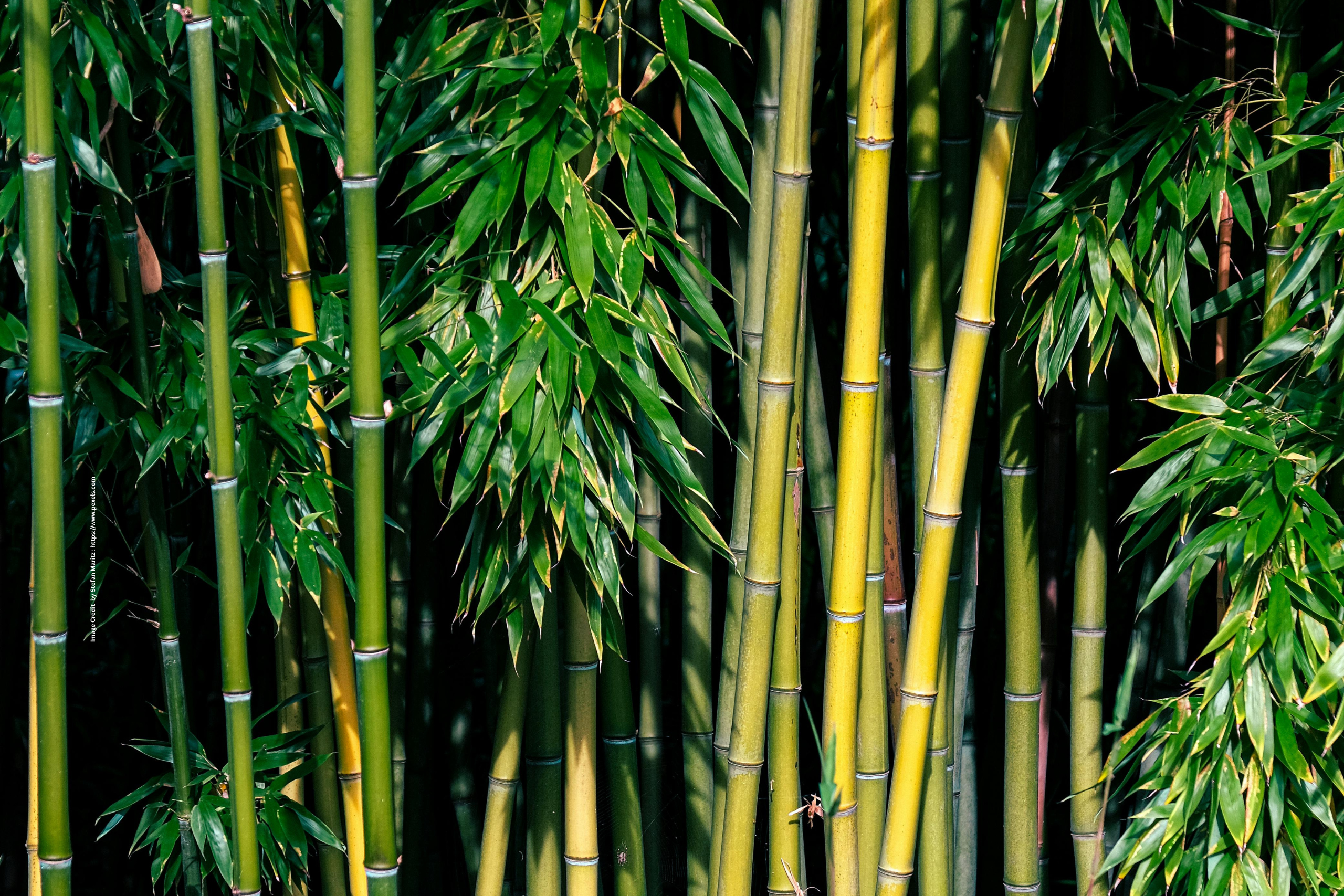 Green Bamboo