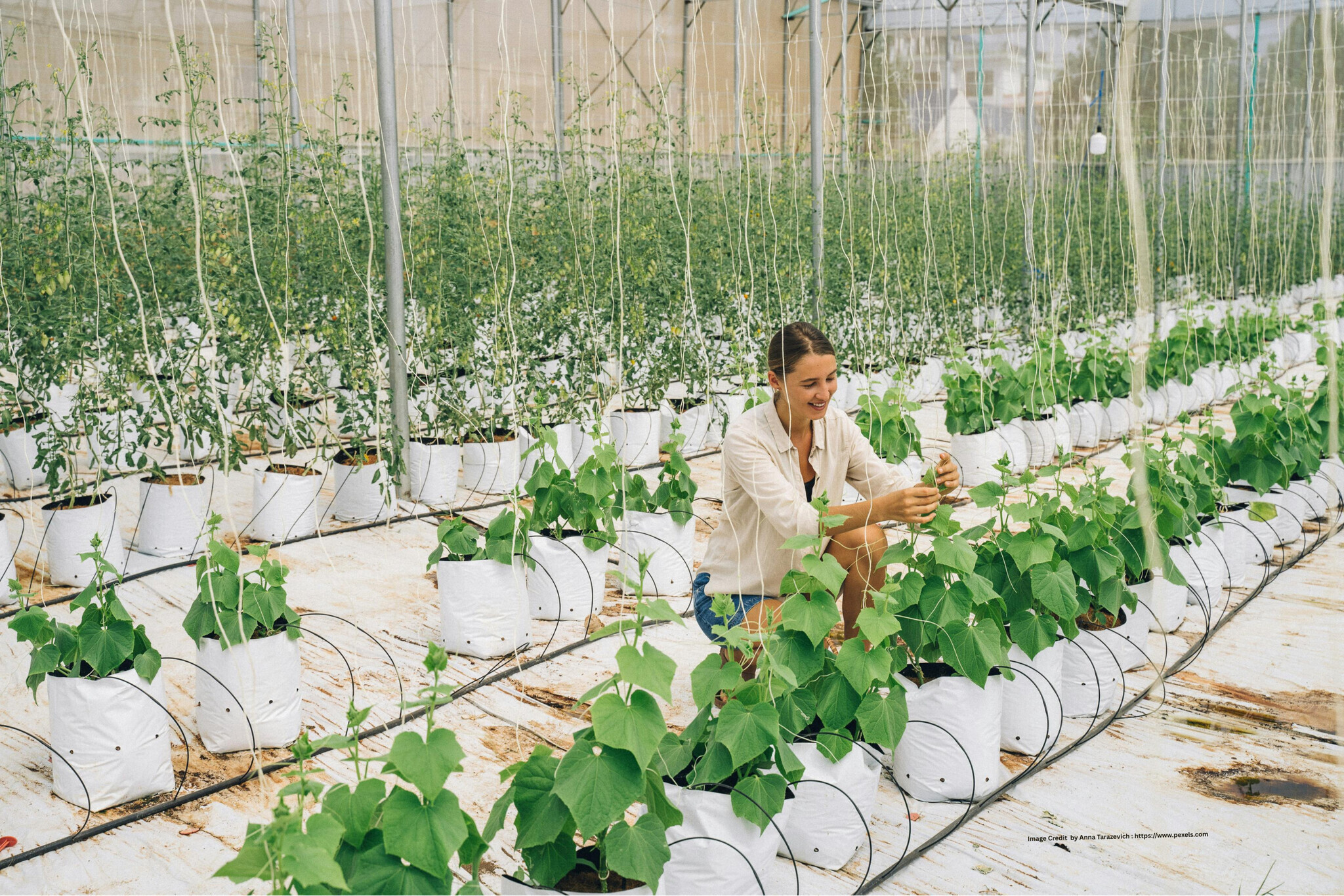 Vertical Farming