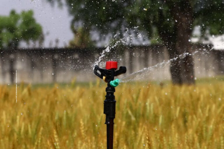 Wheat Irrigation