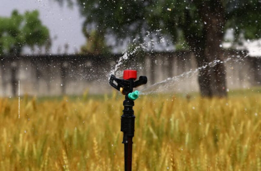 Wheat Irrigation