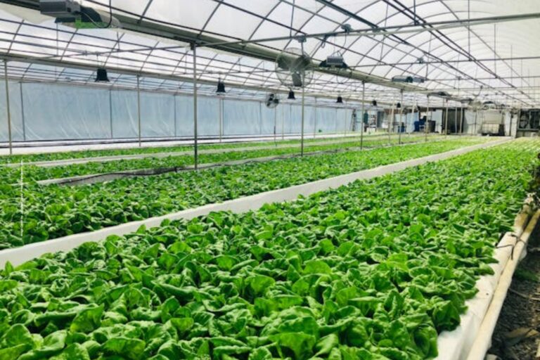  Hydroponics