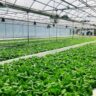  Hydroponics