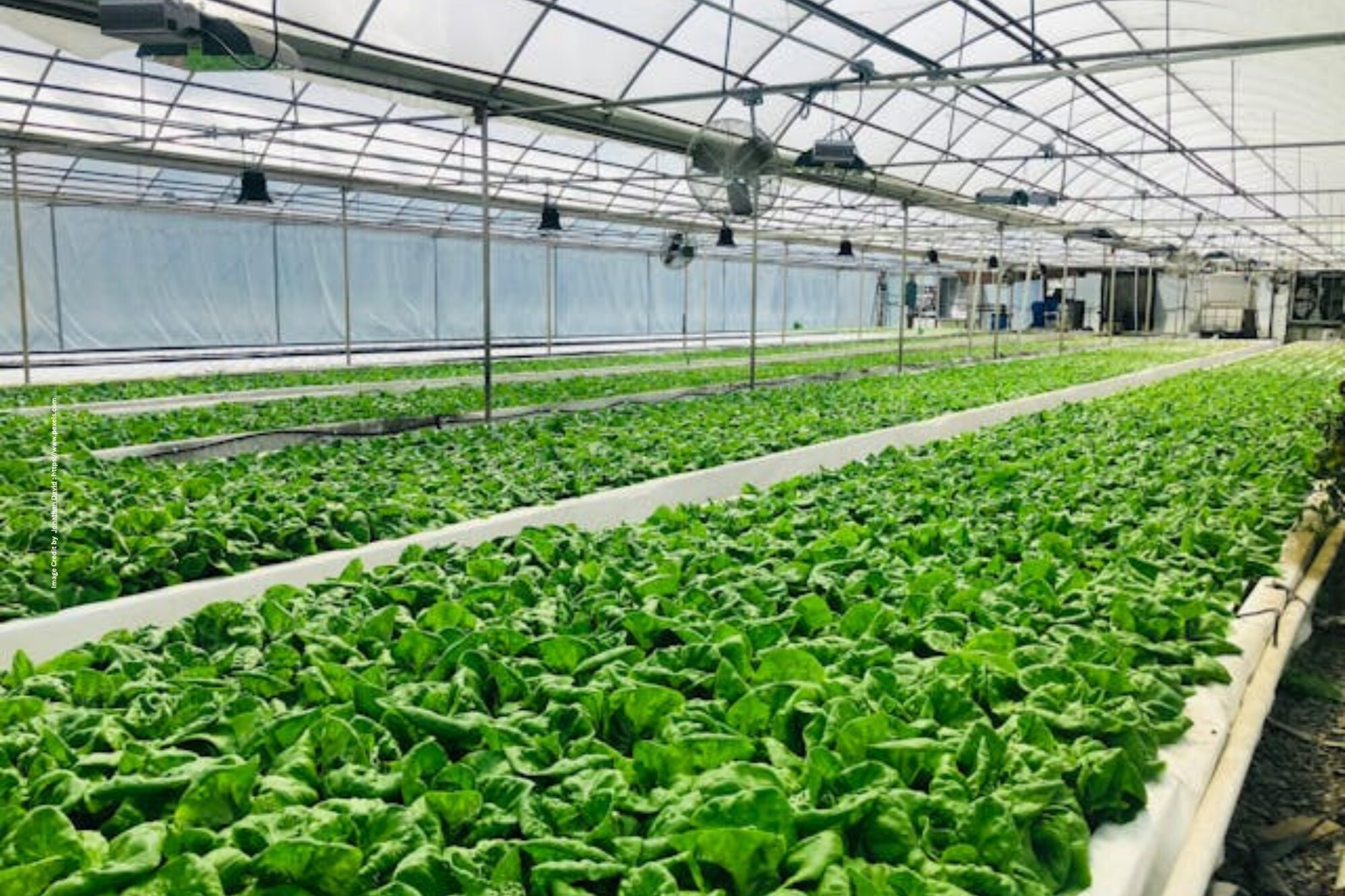 Hydroponics