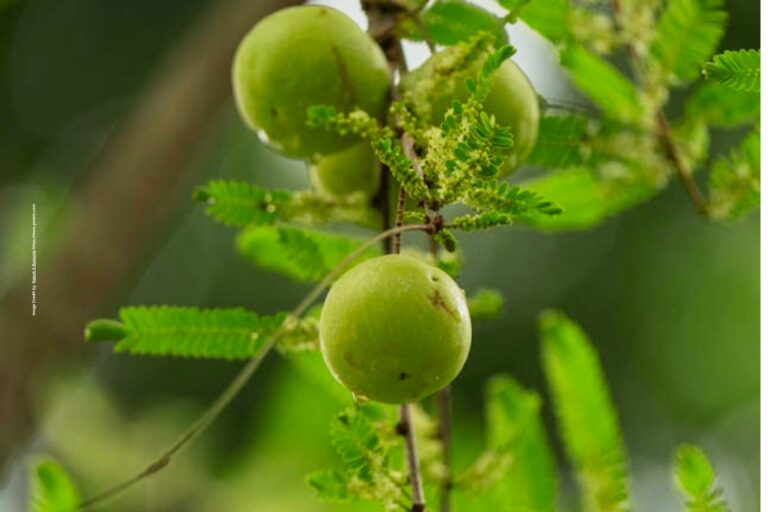 Gooseberry