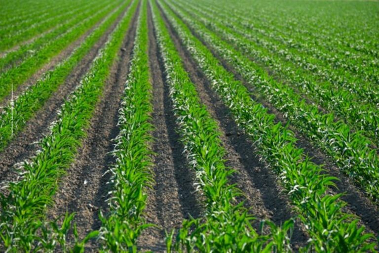 High Yield Farming