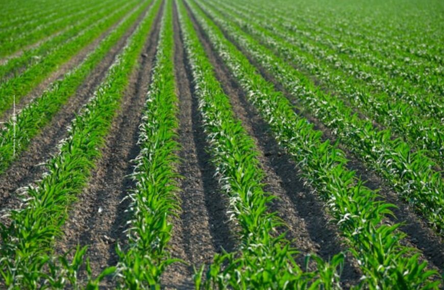 High Yield Farming