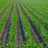 High Yield Farming
