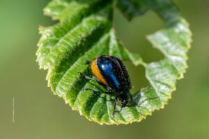 Crop Pest Control