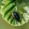 Crop Pest Control