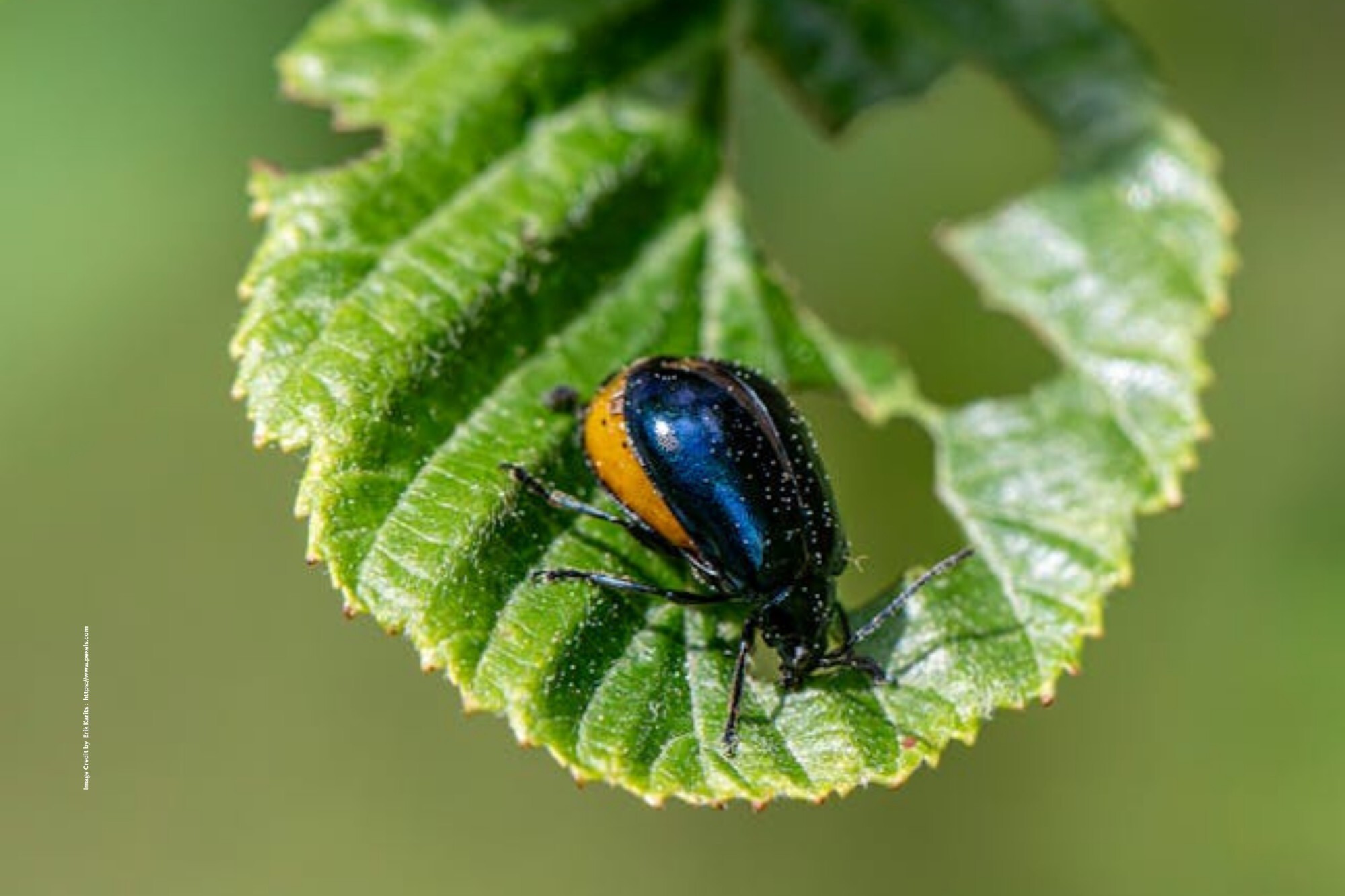 Crop Pest Control