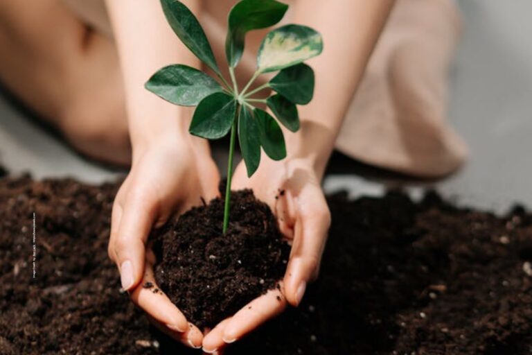 Soil Fertility Improvement