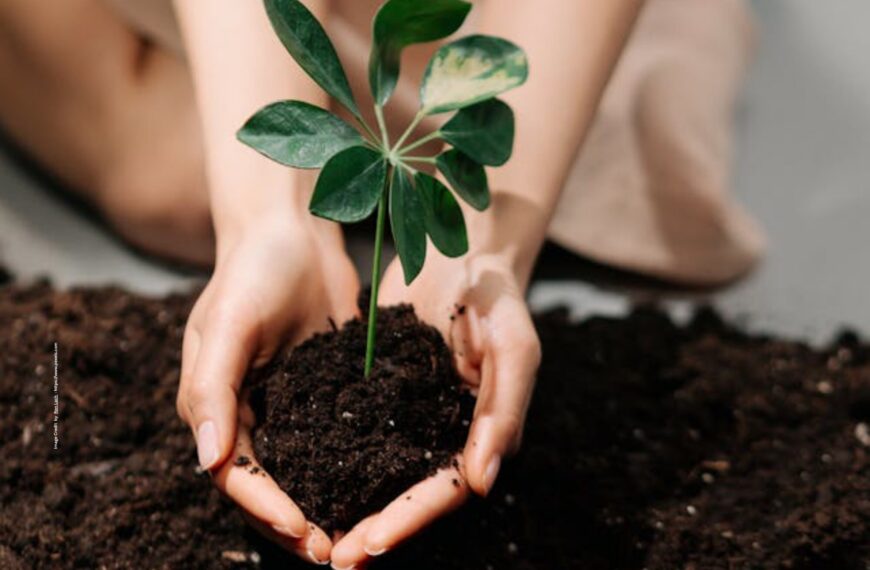 Soil Fertility Improvement