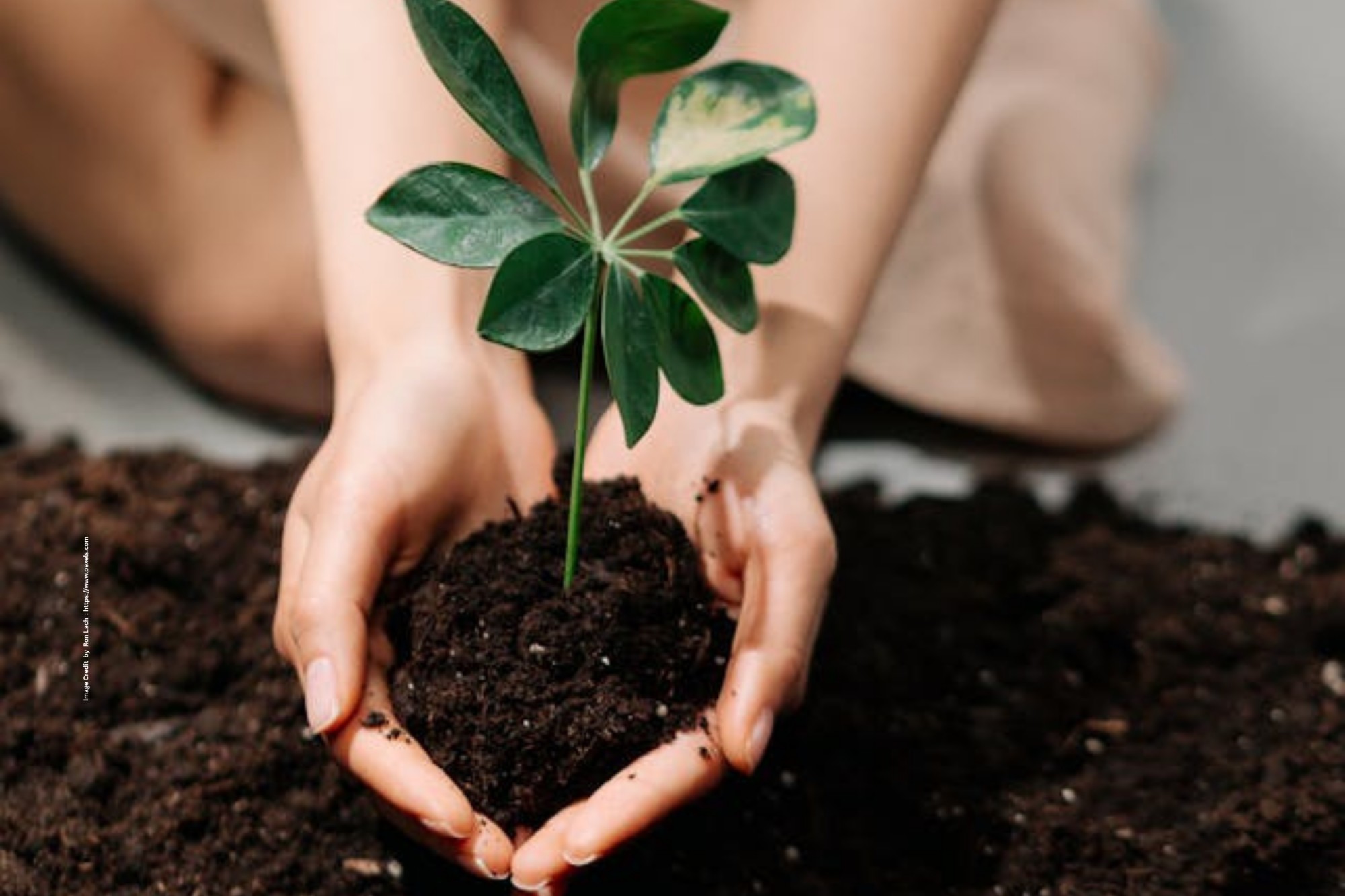 Soil Fertility Improvement