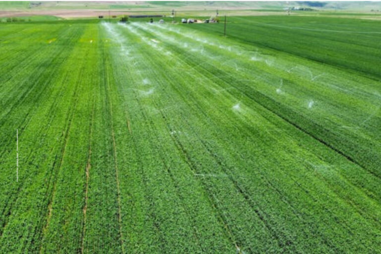 Drip Irrigation