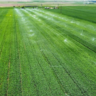 Drip Irrigation