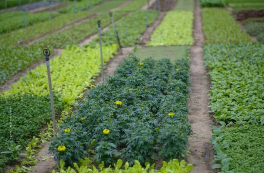 Natural Farming