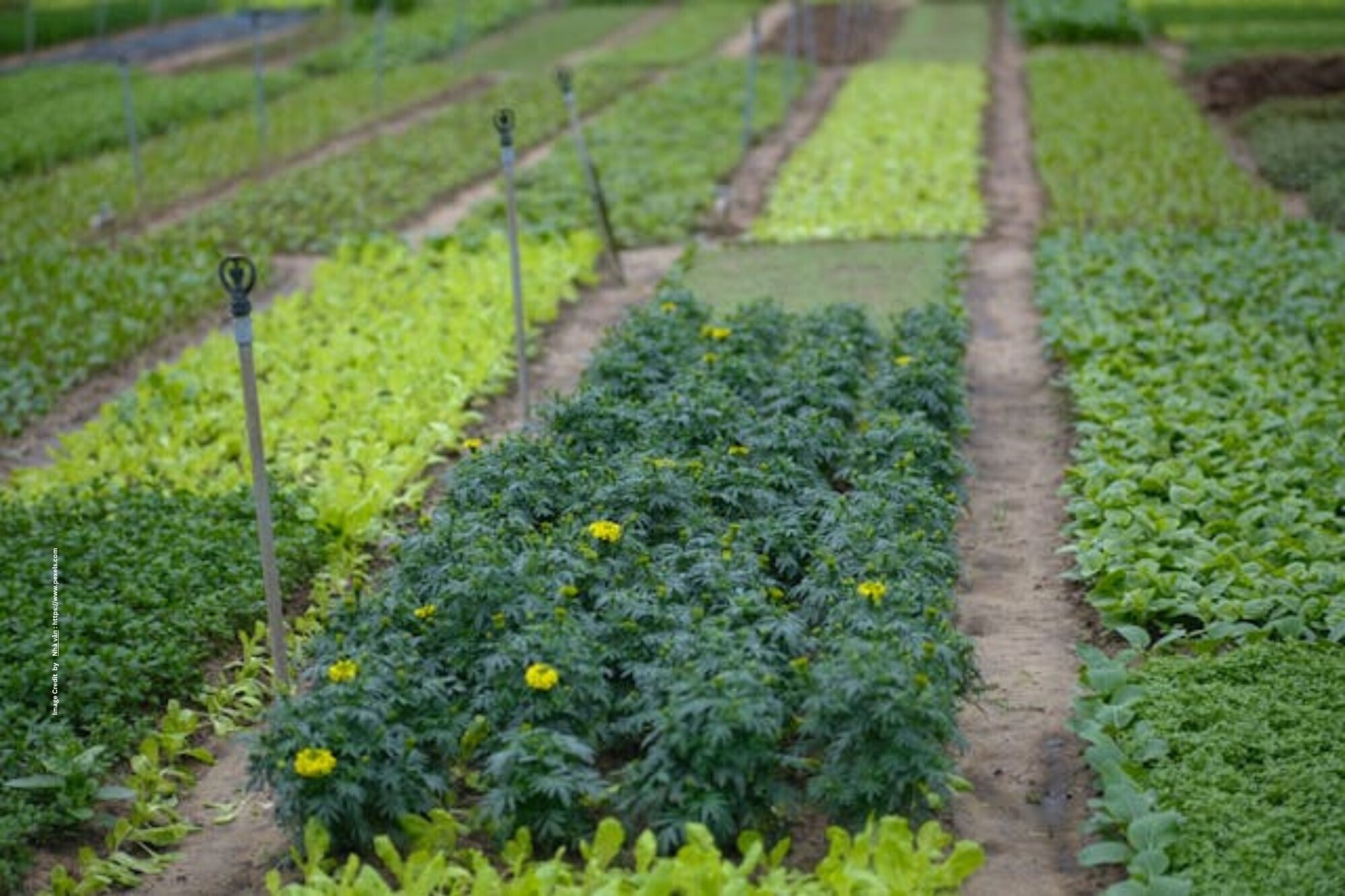 Natural Farming