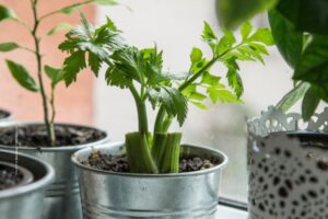 Indoor Vegetable Gardening