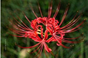 Spider Lily
