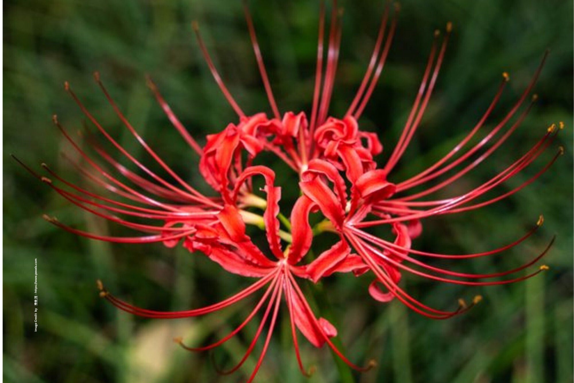 Spider Lily