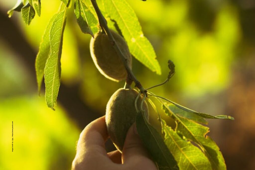 Almond Tree