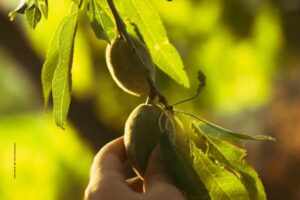 Almond Tree