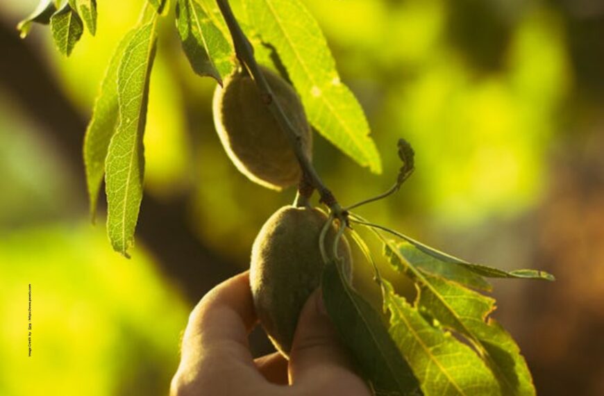 Almond Tree