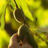 Almond Tree