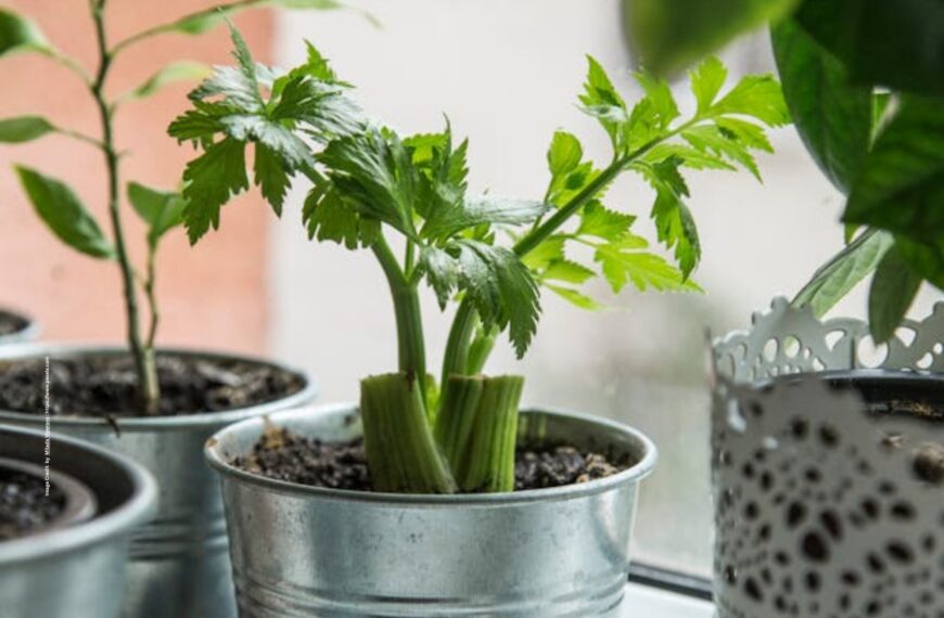 Indoor Vegetable Gardening
