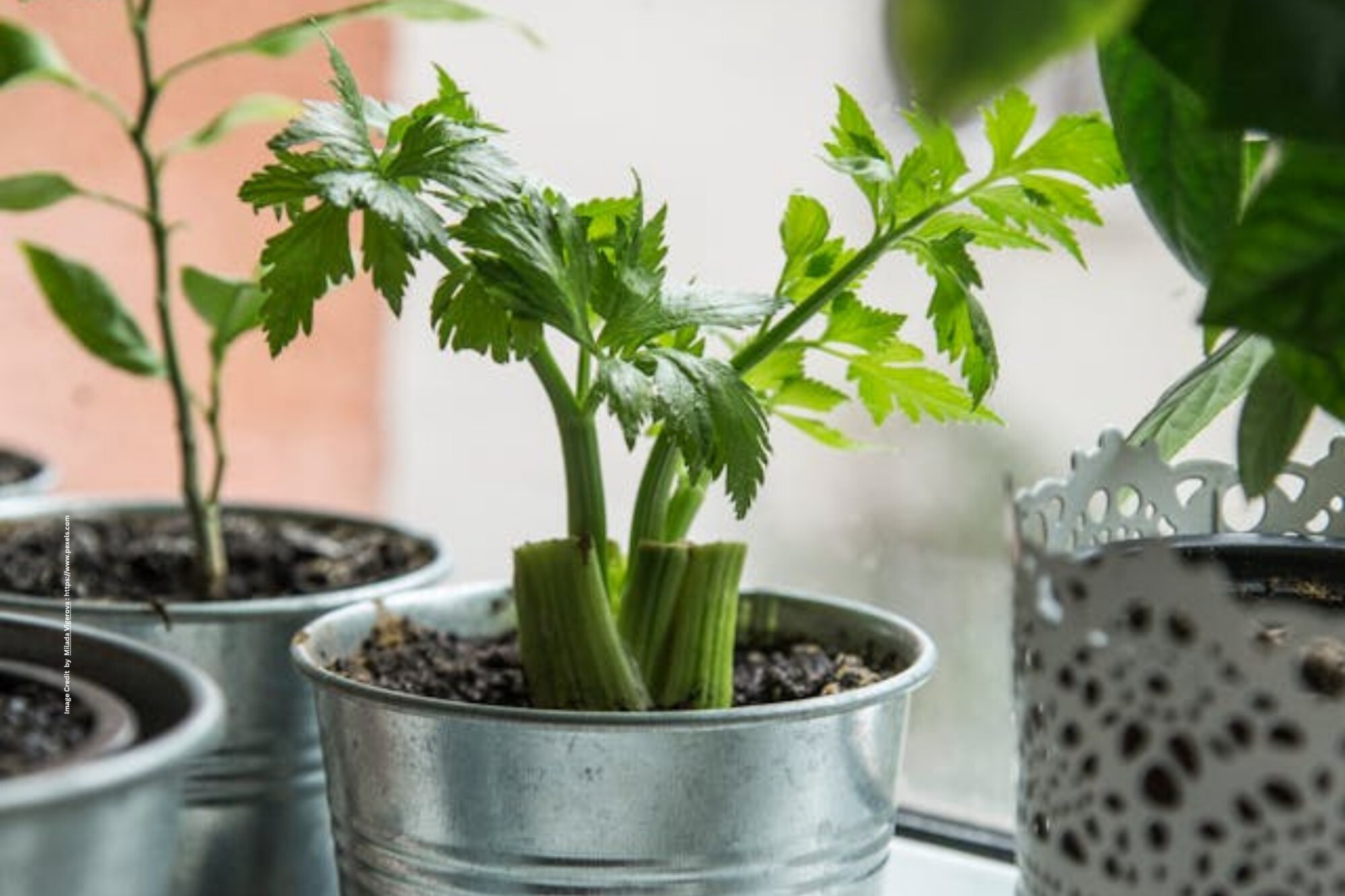 Indoor Vegetable Gardening