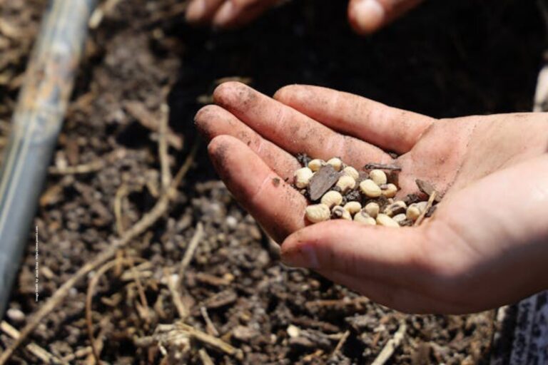 Seeds