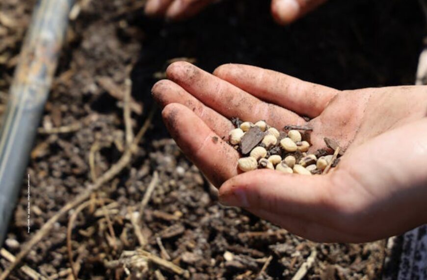Seeds